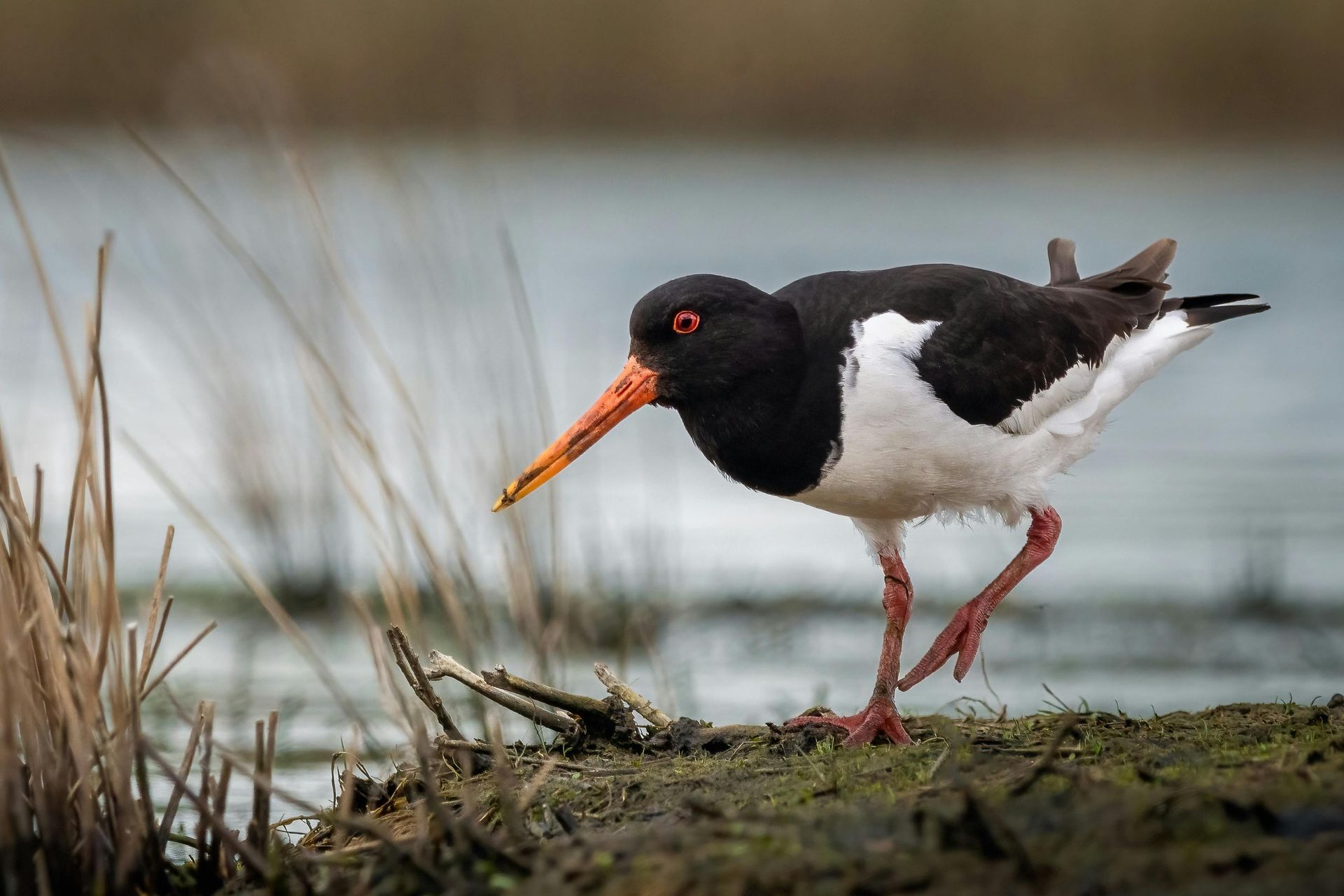 A black and white bird with a long orange beak is standing on the shore of a lake.