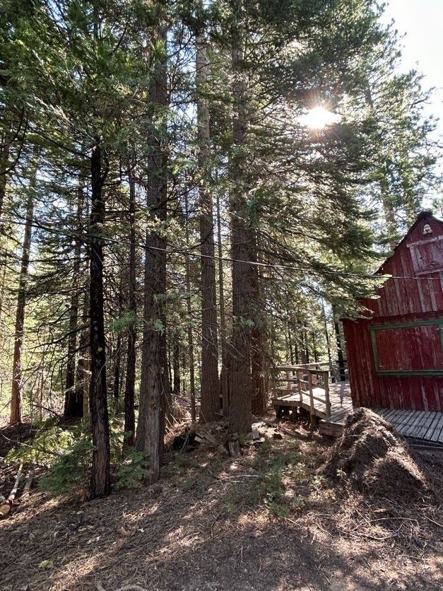Tall trees in a forest with a red building visible on the right. Sunlight shines through the branches.