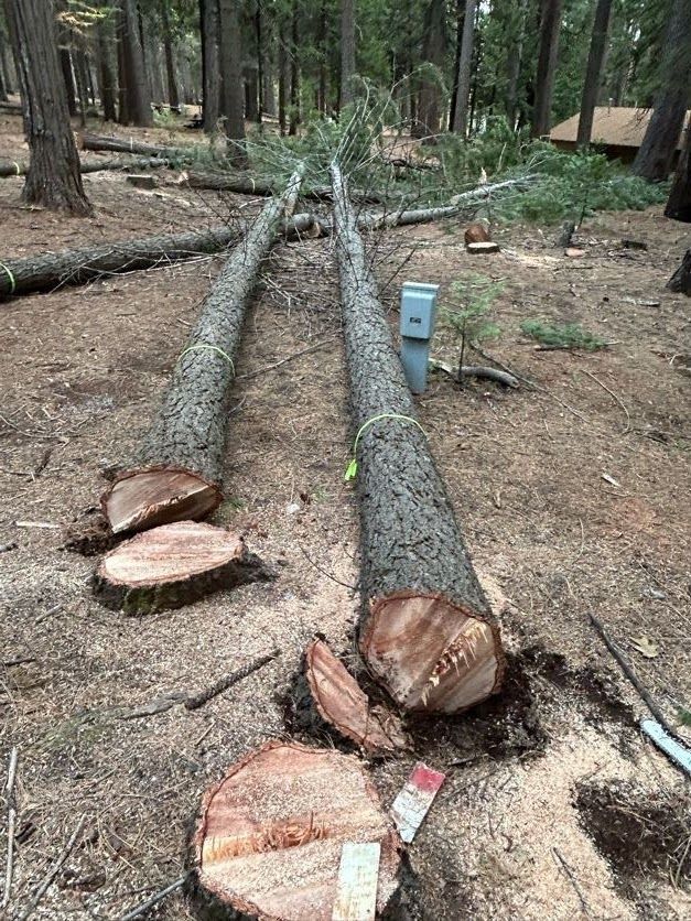 Two felled trees on the ground, with freshly cut trunks. Sawdust and other debris cover the forest floor.