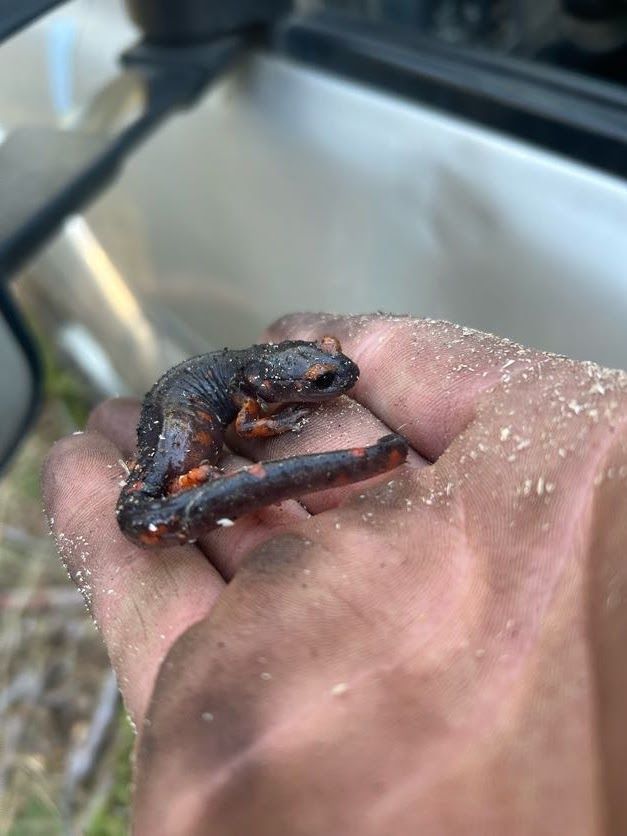 A small, black and orange newt rests in a sandy hand.
