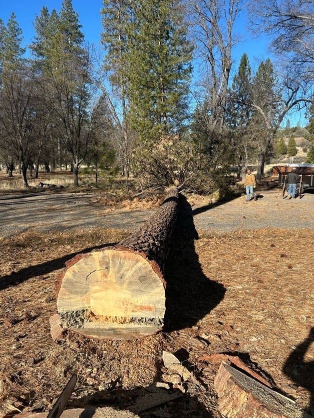 Cut tree trunk on the ground; person nearby; trees and dirt road in the background.