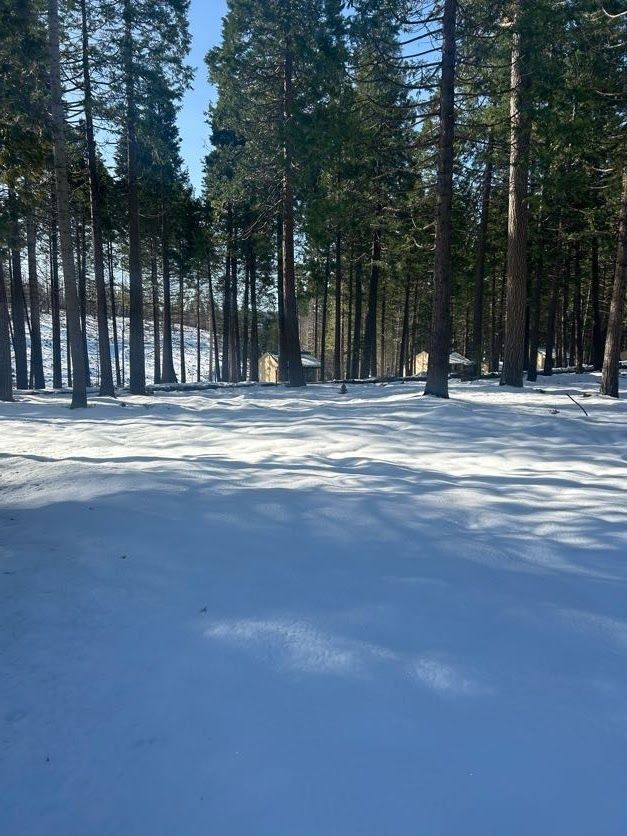 Snowy forest scene with tall trees, bright sunlight, and shadows.