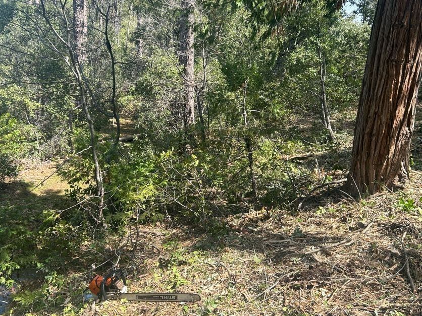 Forest clearing with chainsaw on the ground, tree trunks and bushes in the background.