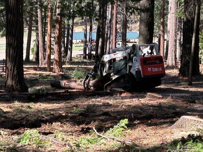 A bobcat is sitting in the middle of a forest.