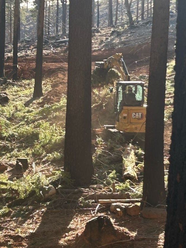 A yellow CAT excavator clears brush in a forest.