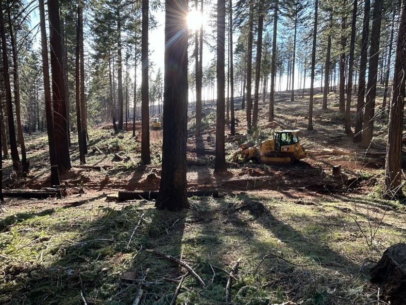 A yellow bulldozer clears a forest hillside, sun shining through tall trees.