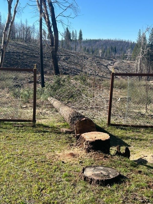 A felled tree lies over a fence with a cut stump in the foreground, with a burned forest in the background.