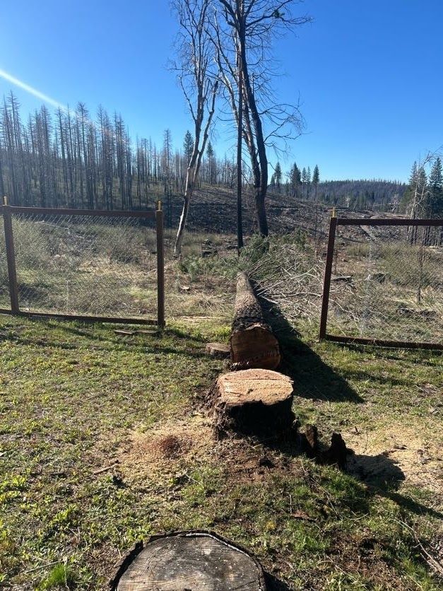 A felled tree log and stump by a chain-link fence in a burned forest.