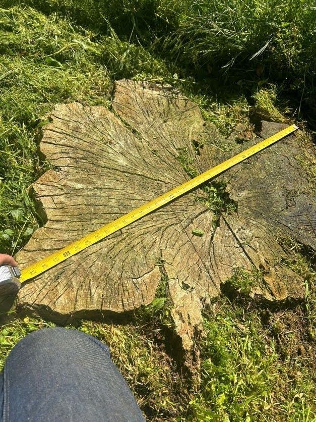 Tree stump with measuring tape laid across it, outdoors, green grass, brown wood.
