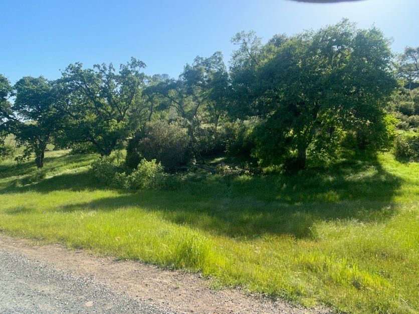 Green grassy field with trees under a bright blue sky.