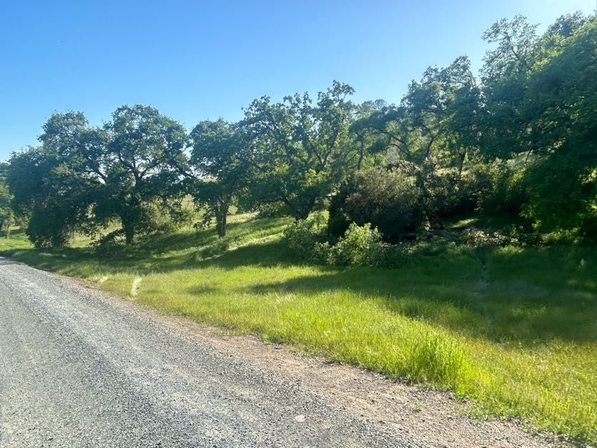 Gravel road next to a grassy area with trees on a sunny day.