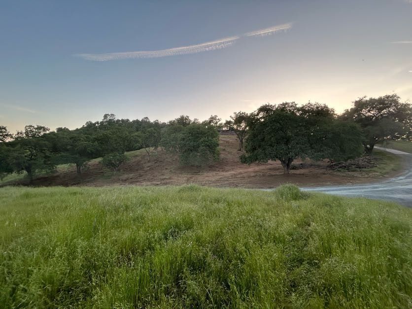 Grassy field with trees on a small hill under a blue sky.