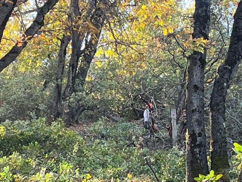 Person working in a forest clearing using power tools amongst trees with yellow and green leaves.