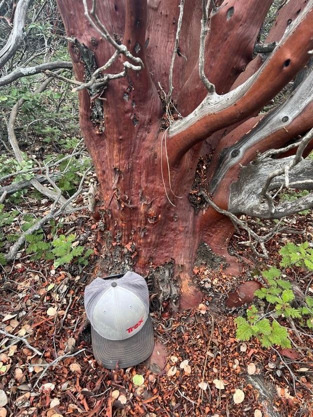 Red-barked manzanita tree with a gray and white hat at its base in a forest setting.