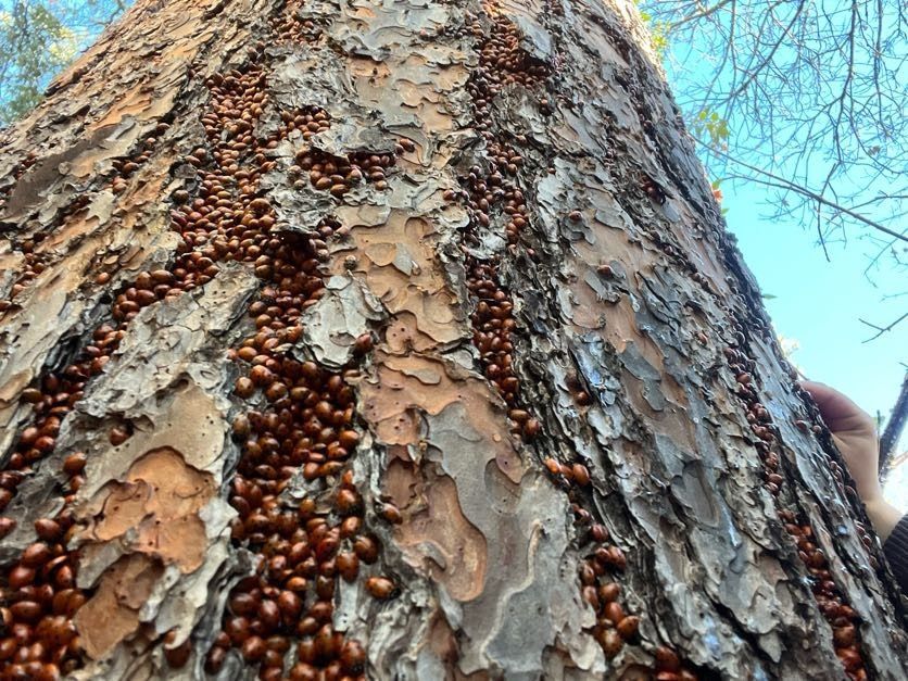 Brown ladybugs clustered on a textured tree trunk.