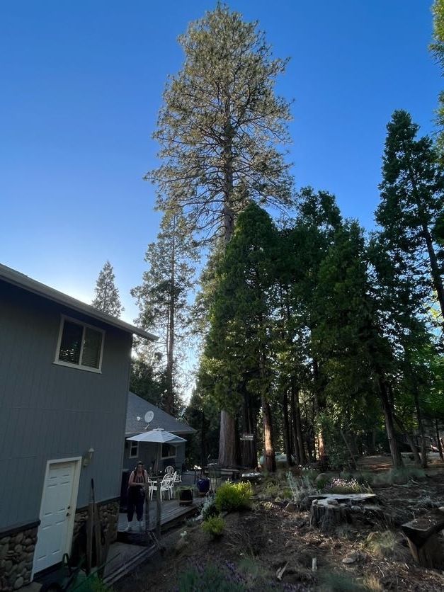 A tall tree towers over a house and yard on a sunny day. A person stands on a deck.
