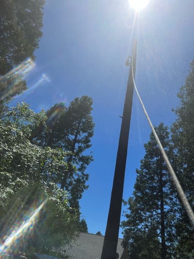 Looking up at a utility pole on a sunny day, with trees on either side and a bright sun.