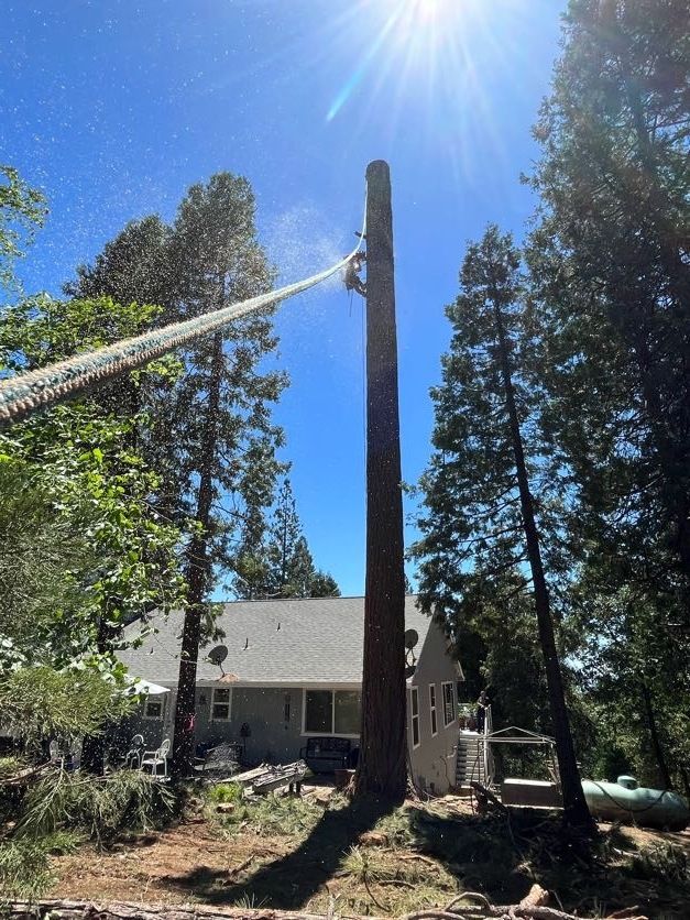 Tree trimmer aloft felling a tall tree, securing a rope, sunny blue sky, residential setting.
