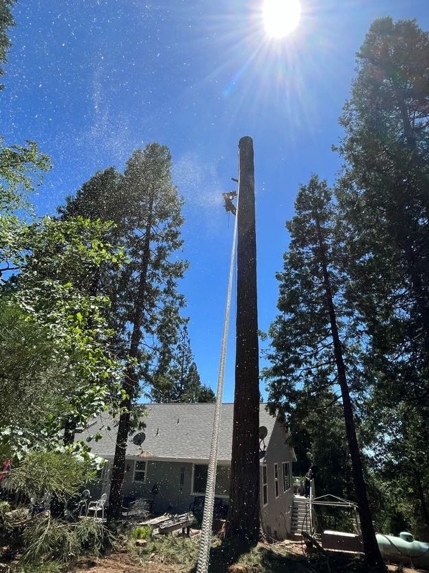 Person atop tall tree, sawing branches. Blue sky with sun. Home visible in background.