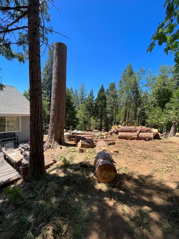 A partially cut-down tree in a yard, with logs scattered around, and a house and trees in the background.