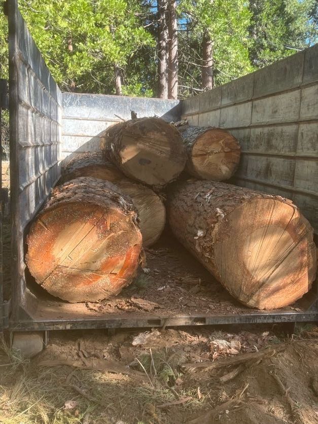 Logs in a truck bed. The cut ends of the logs reveal concentric circles.