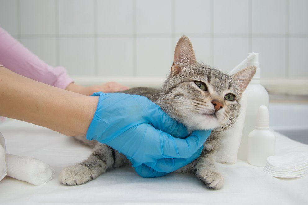 3 Cats — Townsville, QLD — Tropical Queensland Cat Clinic
