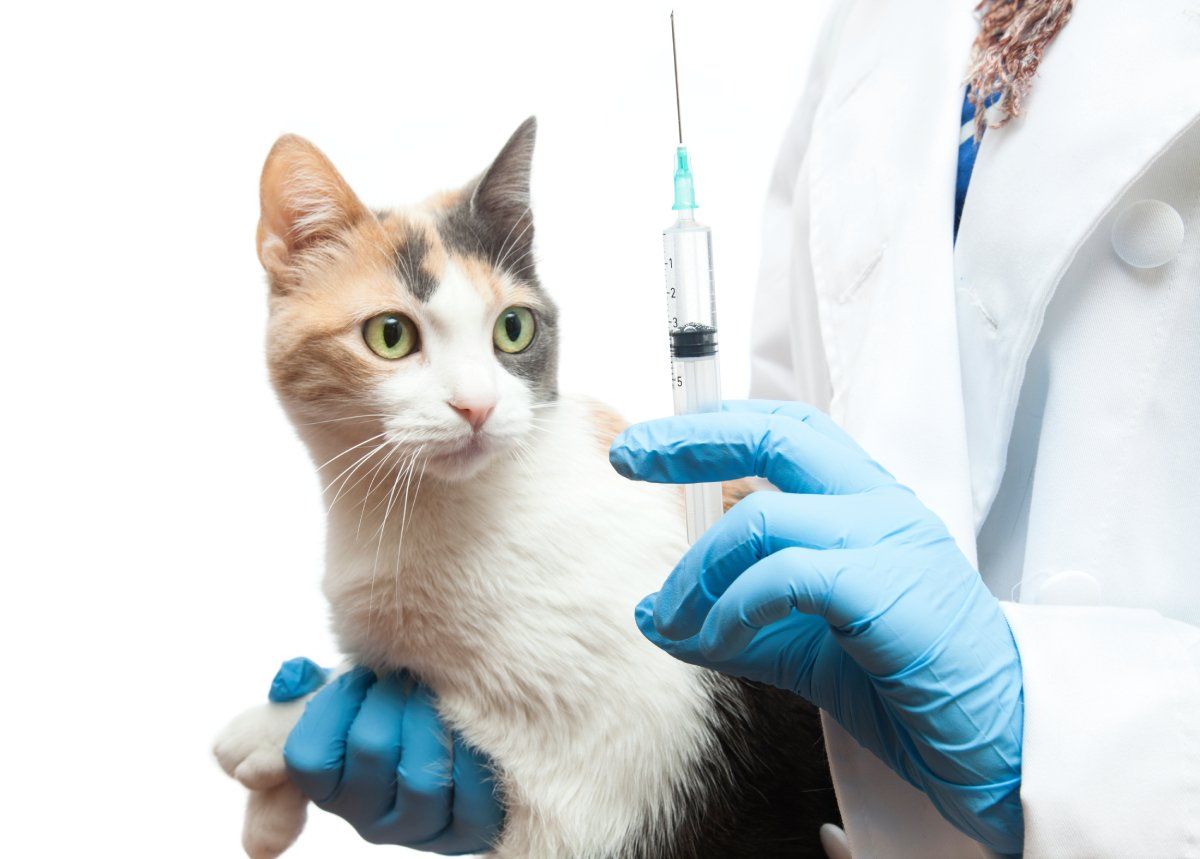 3 Cats — Townsville, QLD — Tropical Queensland Cat Clinic