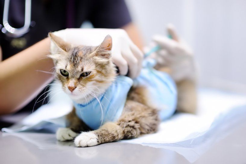 3 Cats — Townsville, QLD — Tropical Queensland Cat Clinic
