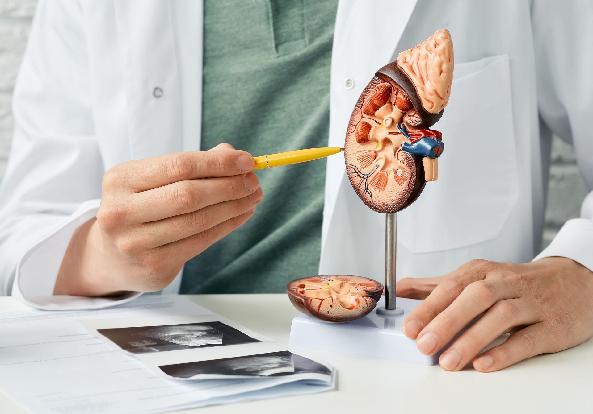 A doctor is pointing at a model of a kidney with a pencil.