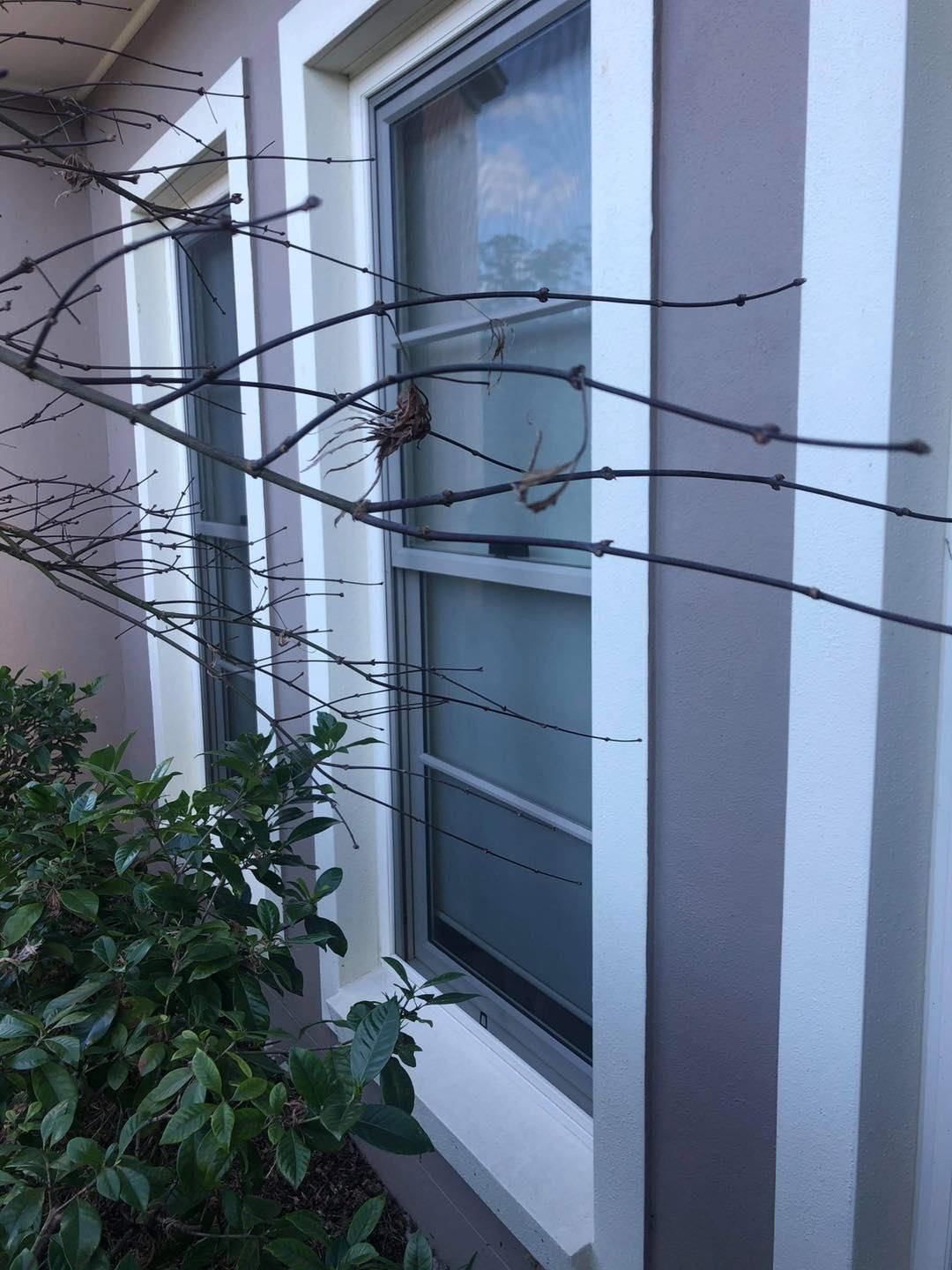 A House With Two Windows And A Tree In Front Of It — Central Coast Flyscreen Service In Woy Woy, NSW