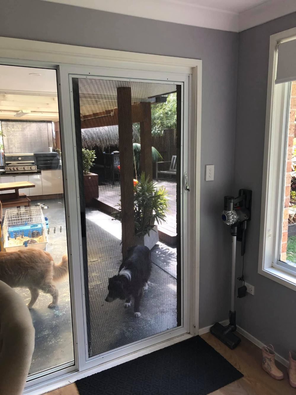 A Dog Is Standing In Front Of A Sliding Glass Door — Central Coast Flyscreen Service In Woongarah, NSW