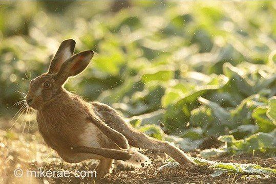 Mike Rae picture of hare