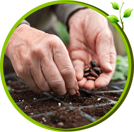 seeding services