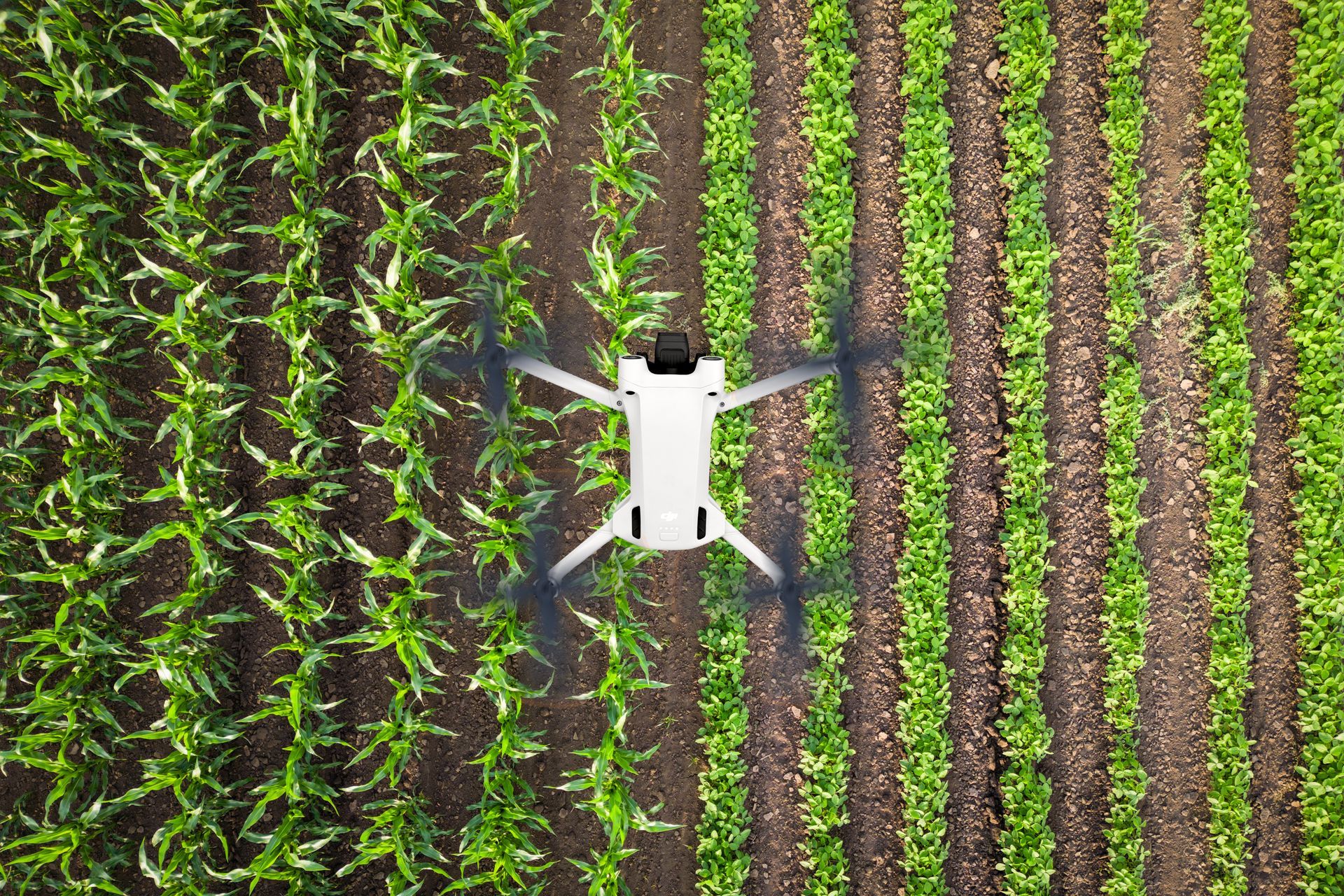 Drone flying over a field of crops, assessing the growth.