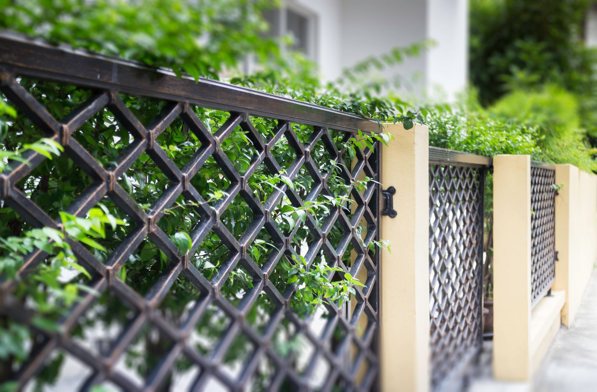 A close up of a metal fence with ivy growing on it.