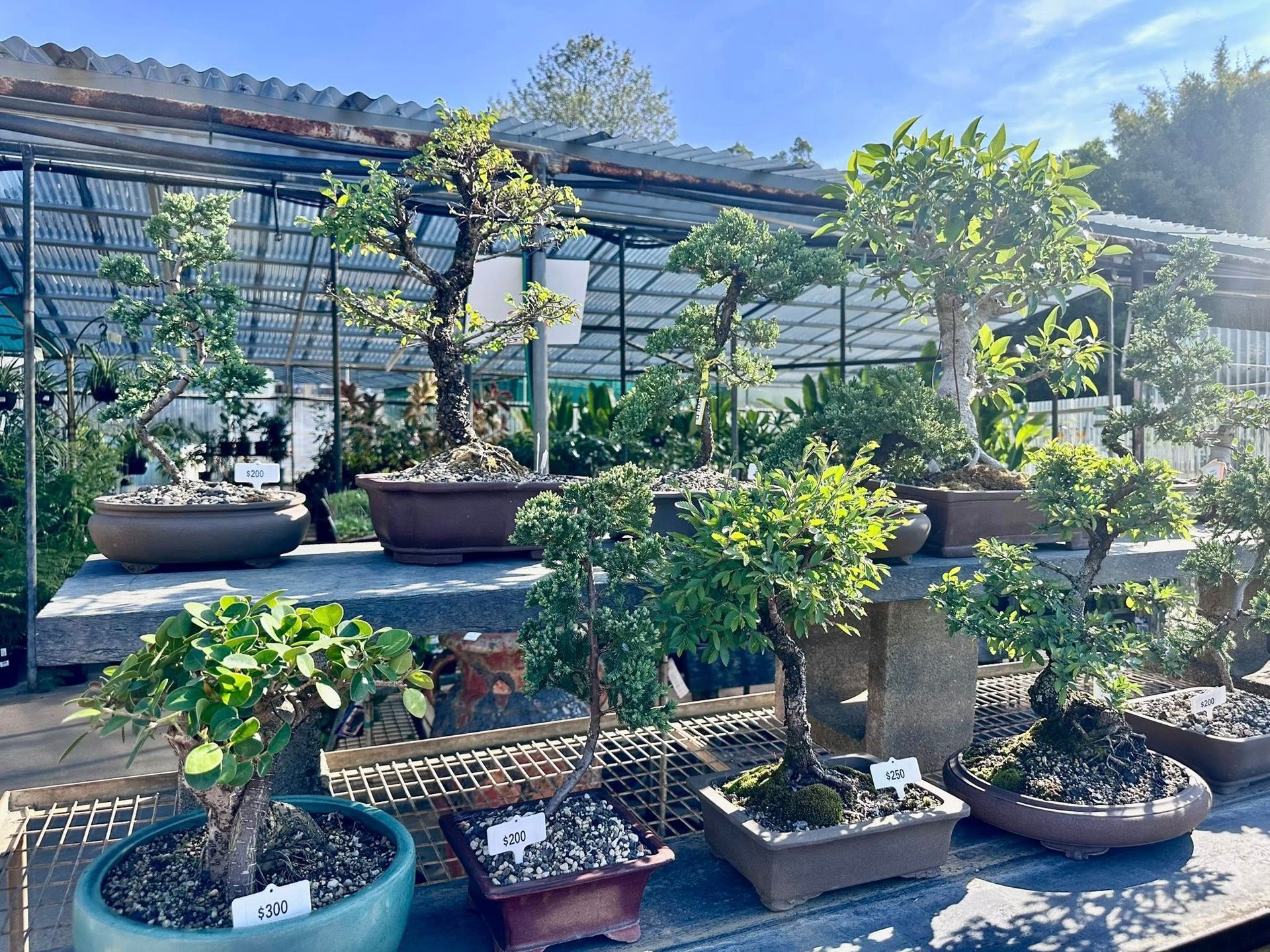 A bunch of bonsai trees are sitting on a shelf