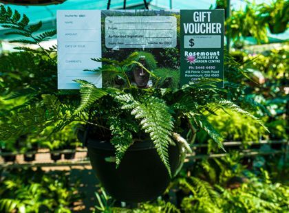 A potted plant with a gift voucher attached to it.