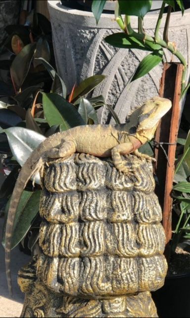 Meet our C.E.O Rocko...
Rocko keeps a watchful eye on the day to day running of the business and is enjoys sharing lunches with our staff and any treats our customers bring him.