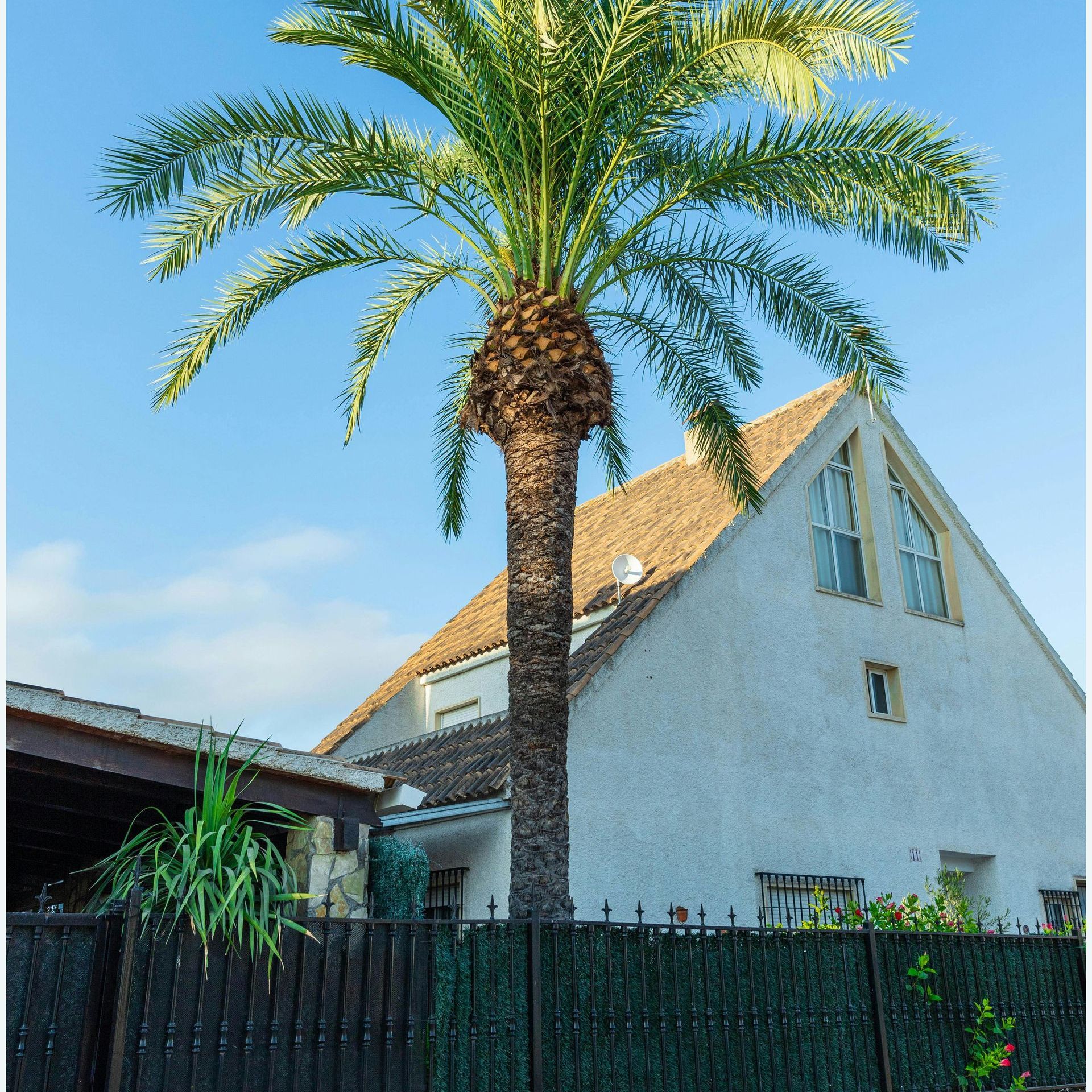 A house with a palm tree in front of it