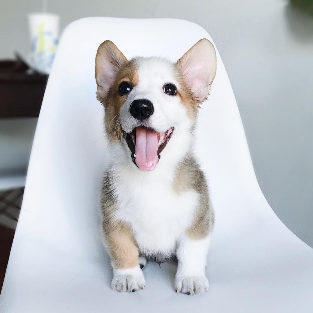 Welsh Corgi puppies for sale