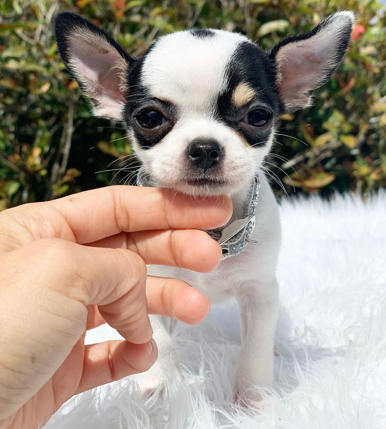 Chihuahua Puppies For Sale