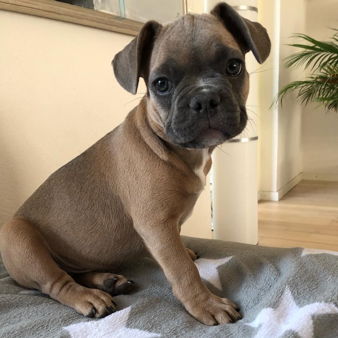 French Bulldog puppies available
