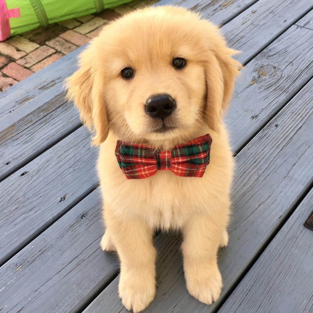 Golden Retriever puppies for sale