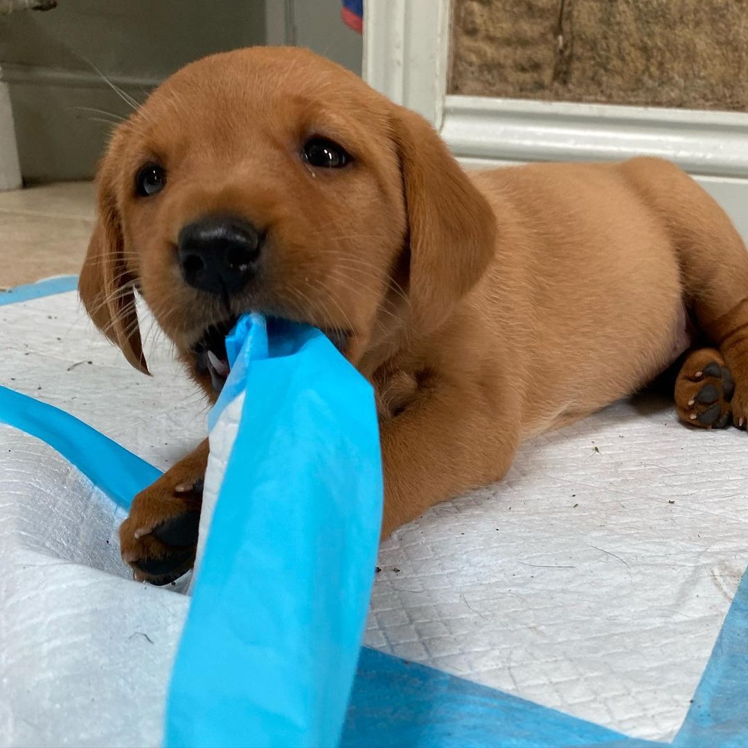 Labrador Retriever puppies for sale