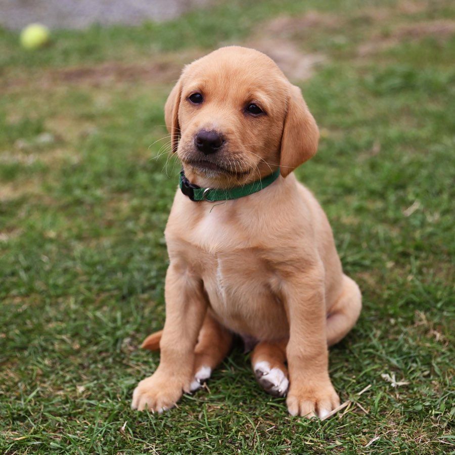 Labrador Retriever breeders