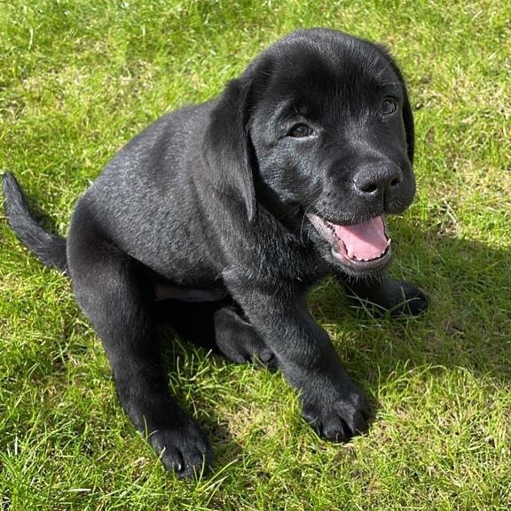 Labrador Retriever puppies near me