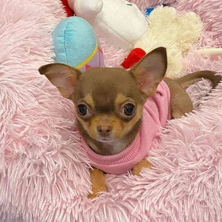 Chihuahua Puppies For Sale