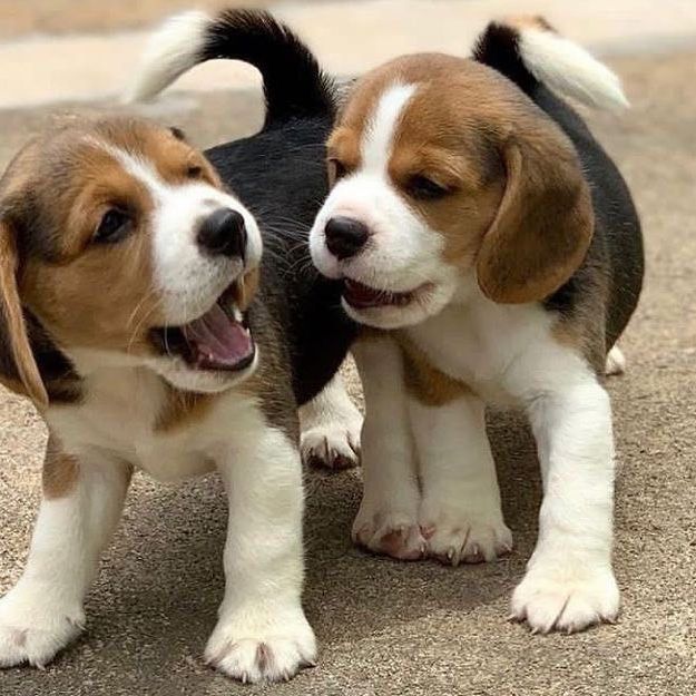 Beagle Puppies For Sale