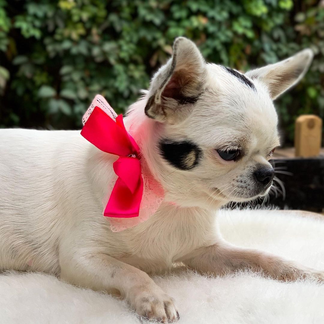 Chihuahua Puppies For Sale - Healthy Chihuahua Puppy