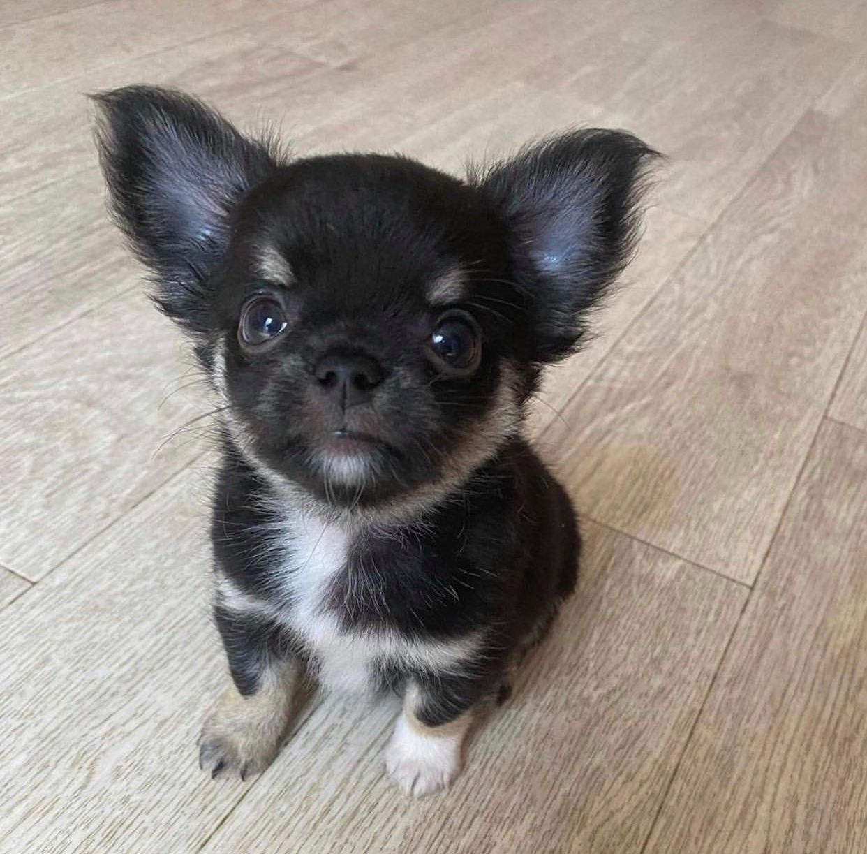Chihuahua Puppies For Sale